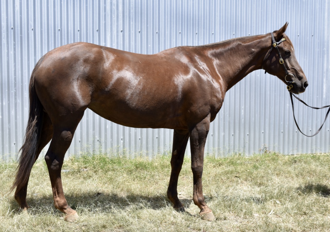 Lot 170 – Dalby Australian Stock Horse Sale