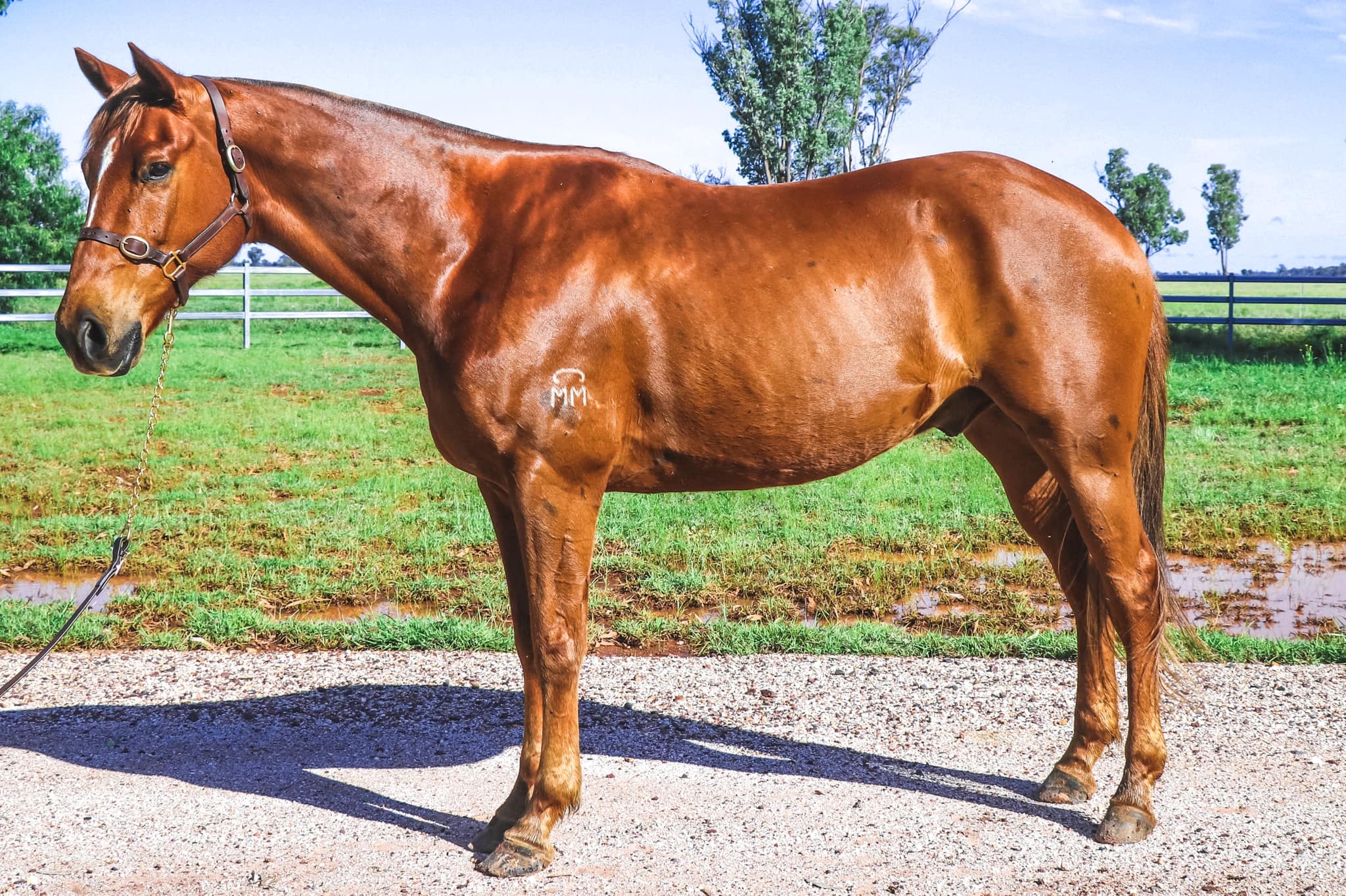 Dalby Australian Stock Horse Sale